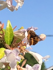 Amegilla bombiformis