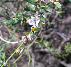 Monnina dictyocarpa