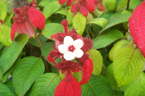 Red-leaved Mussaenda