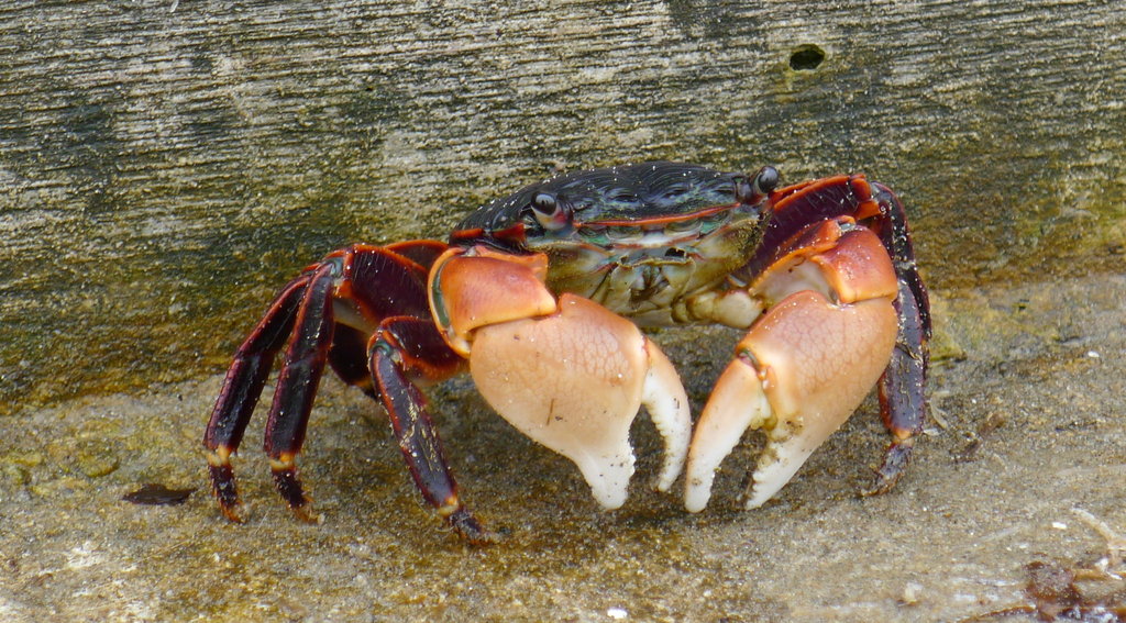 Striped Shore Crab from Santa Barbara Harbor, West Beach, Santa Barbara ...