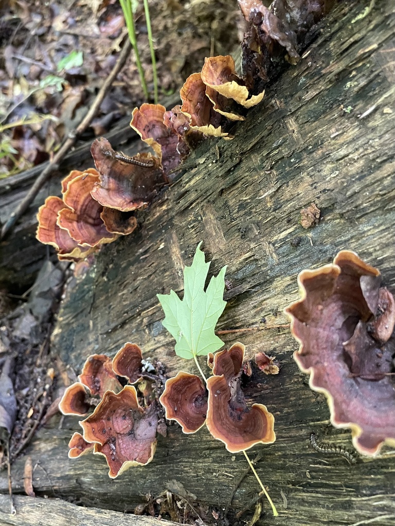 False Turkeytail · June 2026 · photo: Photo: (c) northerly, some rights reserved (CC BY) · iNaturalist