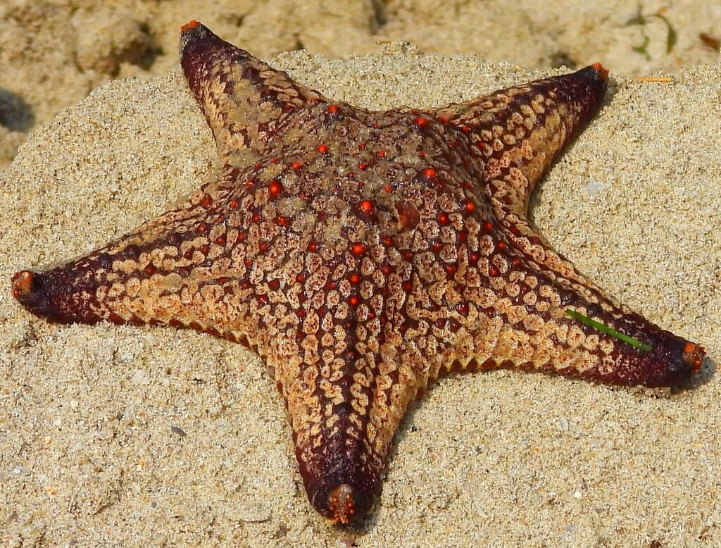 Pentaceraster regulus
