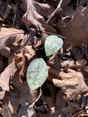 Erythronium rostratum