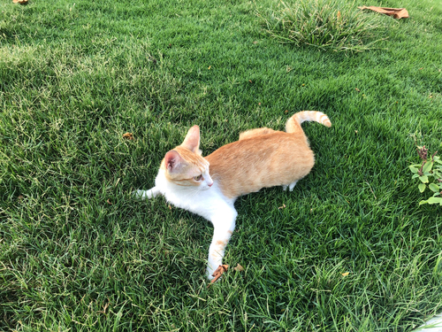 Domestic Cat