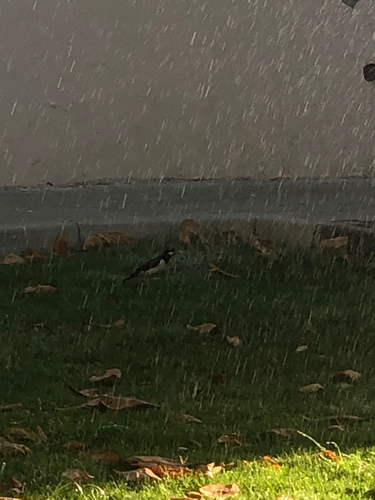 Indian Pied Starling