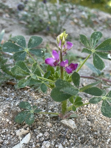 iNaturalist observation photo of Stinging Lupine
