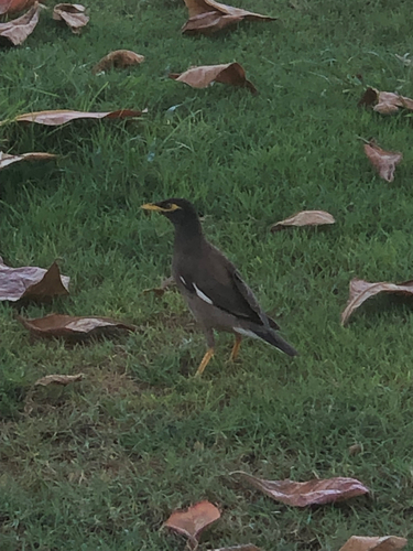 Common Myna