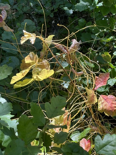 iNaturalist observation photo of Canyon Dodder