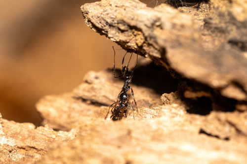 凹大头蚁Pheidole sulcaticeps