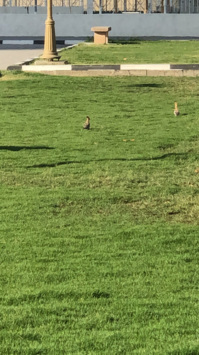 Common Hoopoe
