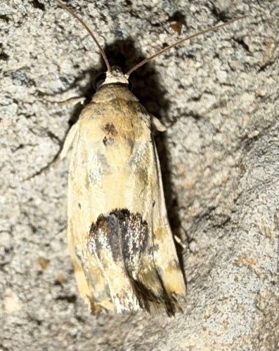 Ponometia libedis