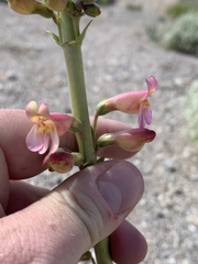 Penstemon bicolor roseus