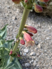 Penstemon bicolor roseus