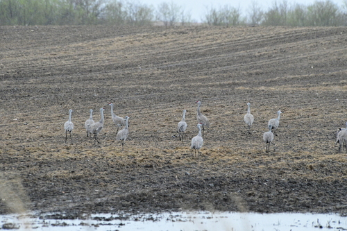 Sandhill Crane
