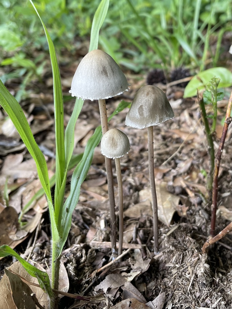 Petticoat Mottlegill · June 2026 · photo: Photo: (c) northerly, some rights reserved (CC BY) · iNaturalist