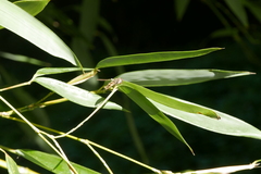Episyrphus balteatus