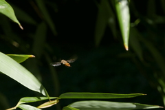 Episyrphus balteatus