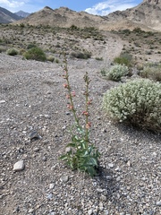 Penstemon bicolor roseus