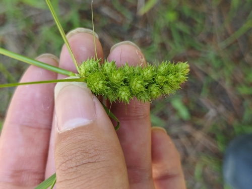 Carex neurocarpa