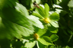 Episyrphus balteatus