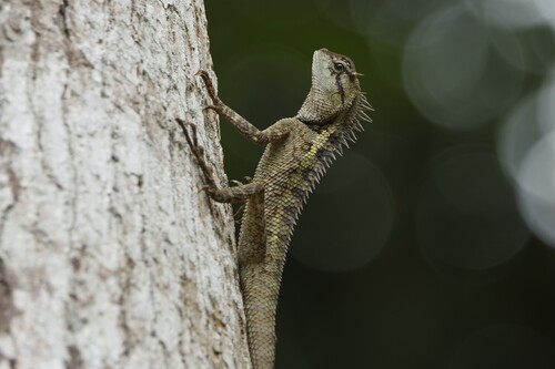 forest garden lizard