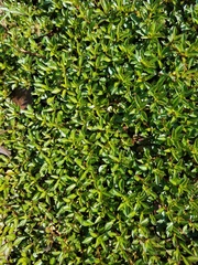 Ludwigia repens