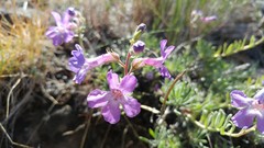 Penstemon gairdneri