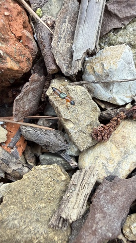 Paederus fuscipes