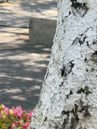 Red necked longhorn beetle