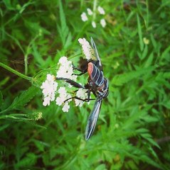 Trichopoda lanipes