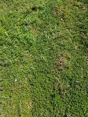 Ludwigia repens