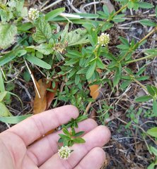 Spermacoce verticillata