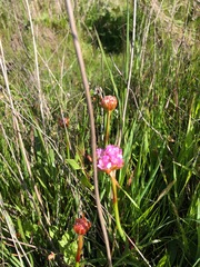 Armeria maritima californica