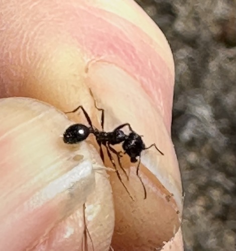 iNaturalist observation photo of Andre's Harvester Ant