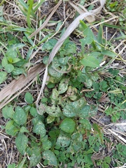 Bidens alba