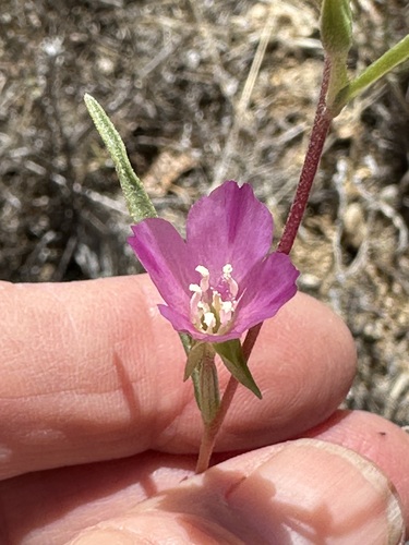 iNaturalist observation photo of Winecup Clarkia