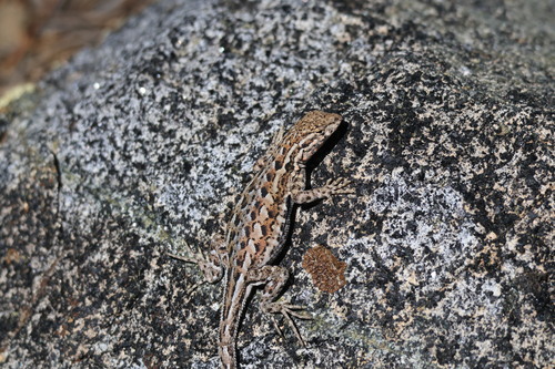 iNaturalist observation photo of Common Side-blotched Lizard