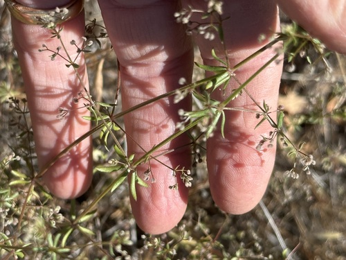 iNaturalist observation photo of Wall Bedstraw