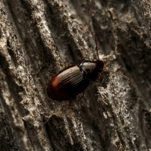 Elaphropus xanthopus