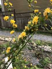 Kerria japonica