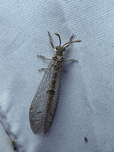 Euptilon ornatum