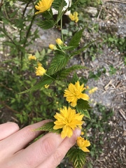 Kerria japonica