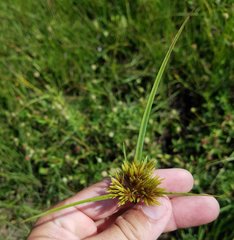 Cyperus