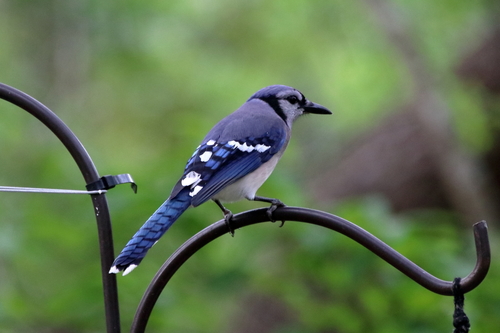 Blue Jay photographed in Mississippi