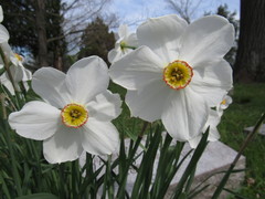 Narcissus poeticus