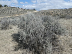 Artemisia tridentata tridentata