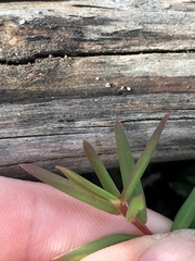 Leucopogon australis