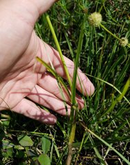 Cyperus