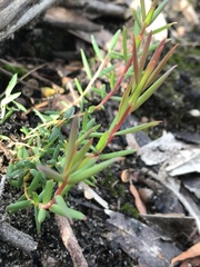 Leucopogon australis