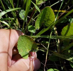 Centella